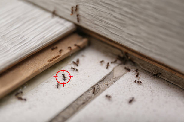 Best Local Pest Control Services  in Lambert, MS