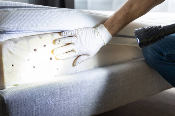 Best Ant Control Services  in Lambert, MS
